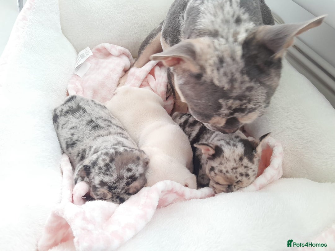 French Bulldog dogs for sale: French bulldog , merle, platinum, fluffy carriers. - Image 15