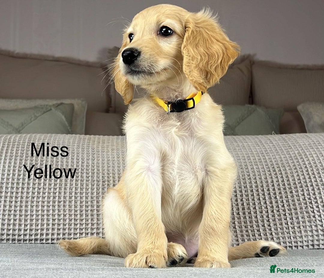 Goldendoodle dogs for sale: ABSOLUTELY GORGEOUS DOODLES  - Advert 30