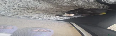 Mixed Breed Kitten 3