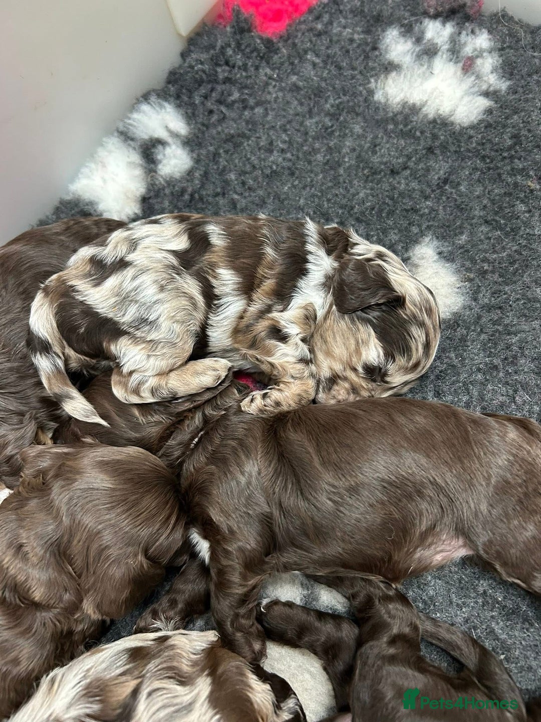 Cockapoo dogs for sale: F1 Chocolate Cockapoos - Advert 6