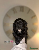 Shihpoo dogs - Advert 1