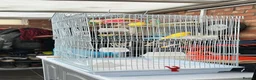 Budgerigars birds for sale: Yellow budgies  in Lincoln - Advert 3