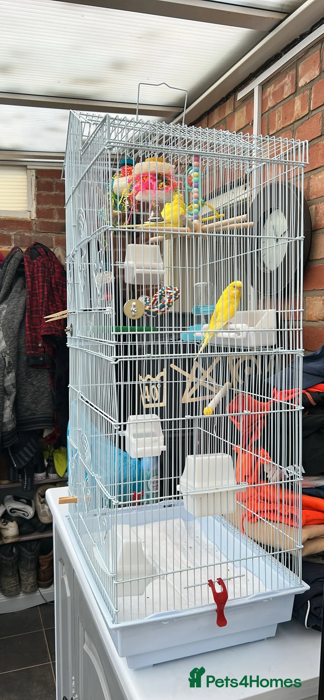 Budgerigars birds for sale: Yellow budgies  in Lincoln - Advert 3