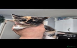 Mixed Breed cats for sale: 2 boys 3 females mixed breed.  - Image 2