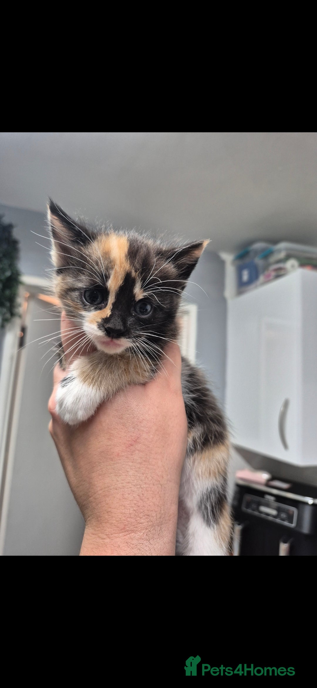 Mixed Breed cats for sale: 2 boys 3 females mixed breed.  - Image 2