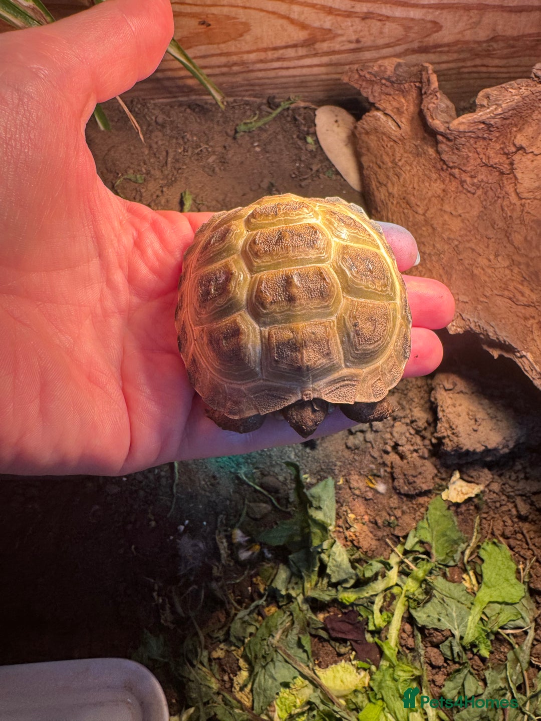 Tortoise reptiles for sale: 2 Baby Horsfield Tortoise Hatchlings remaining - Advert 3