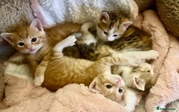 Mixed Breed cats for sale: 2 beautiful kittens for sale - Advert 4