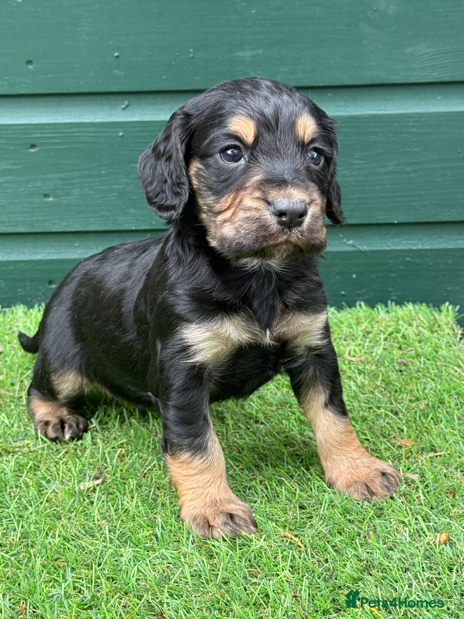 Cocker Spaniel dogs Stunning Cocker Spaniels Fully Health Tested - Advert 1