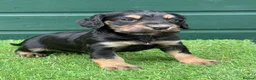 Cocker Spaniel dogs for sale: Stunning Cocker Spaniels Fully Health Tested - Advert 2