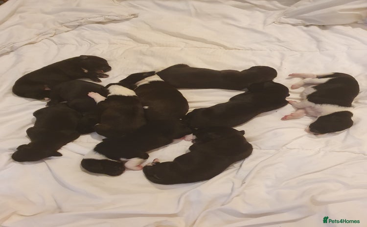 Mixed Breed dogs Border collie and springerdor puppies - Advert 6