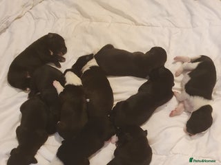 Mixed Breed dogs Border collie and springerdor puppies - Advert 7