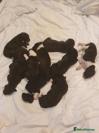 Mixed Breed dogs Border collie and springerdor puppies - Advert 6
