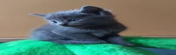 Russian Blue cats for sale: Speldid Russian Blues _Kittens. - Advert 6
