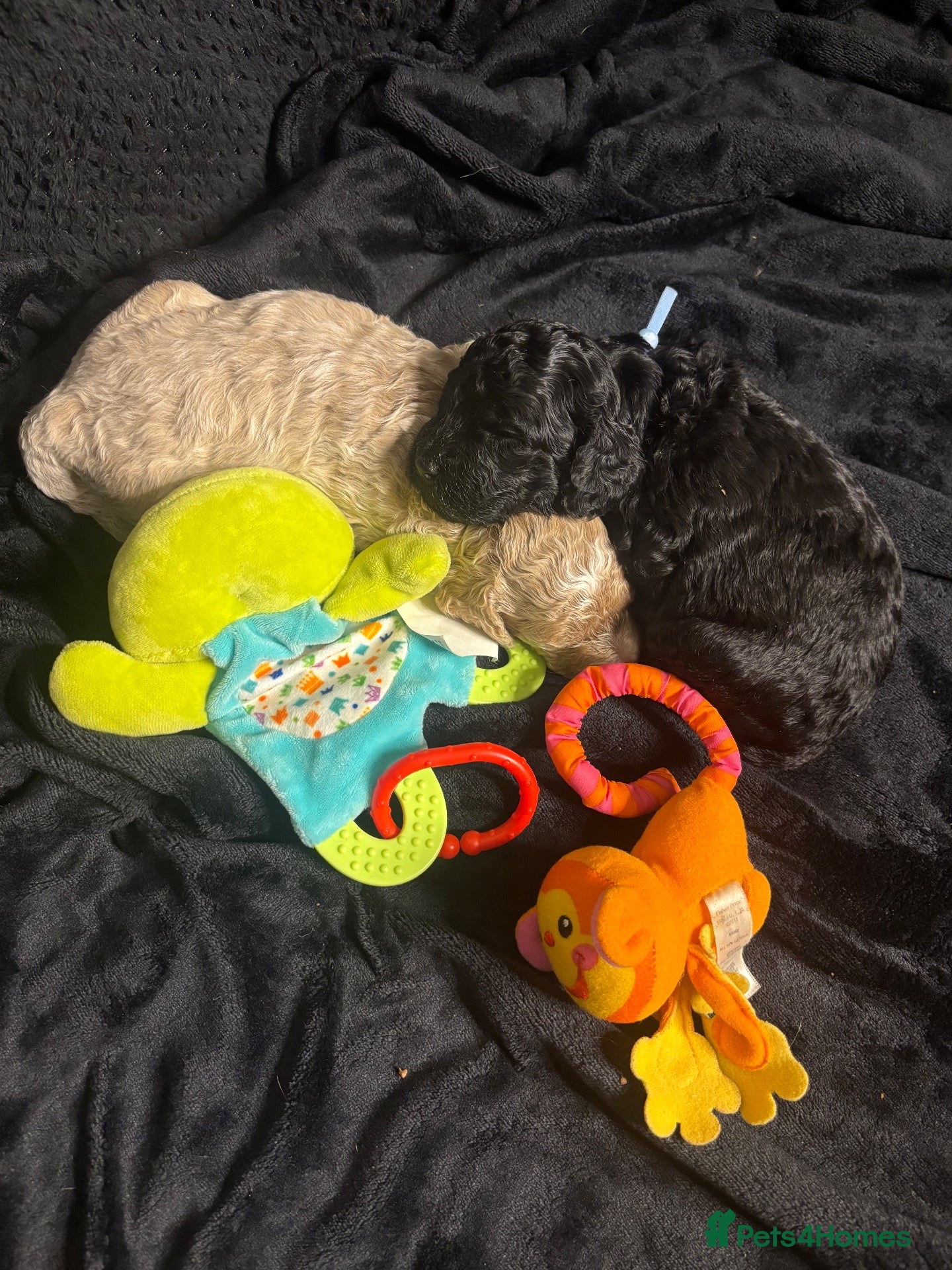 Cavapoo dogs for sale: F2B Cavapoos- Rare Chocolates & liver Noses ❤️🐾 - Advert 2