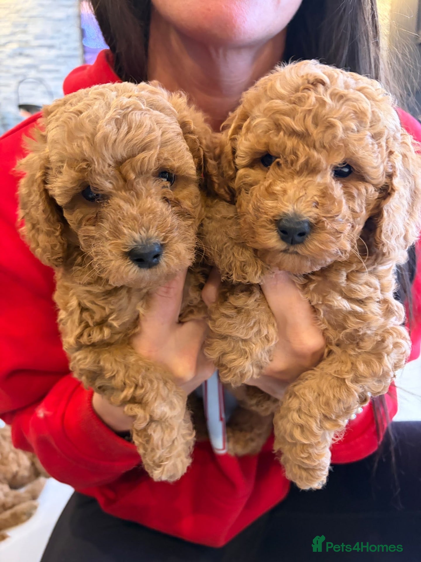 Cockapoo dogs for sale: STUNNING RED COCKAPOO PUPPIES - Advert 1