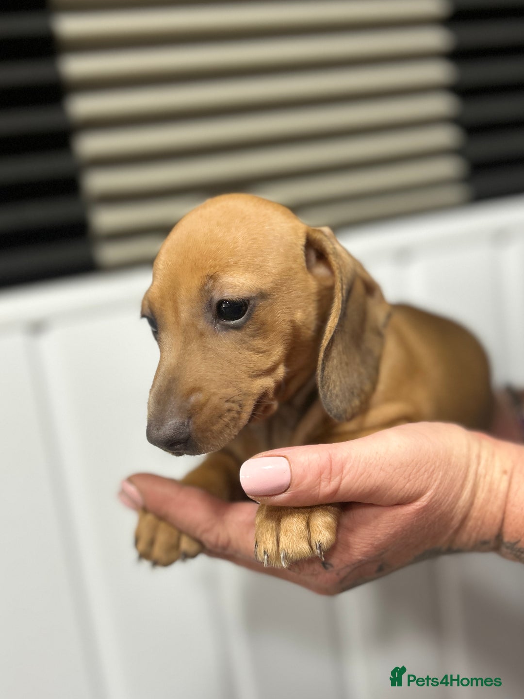 Miniature Dachshund dogs for sale: READY NOW! DAPPLE MINIATURE DACHSHUNDS⭐️ - Image 4