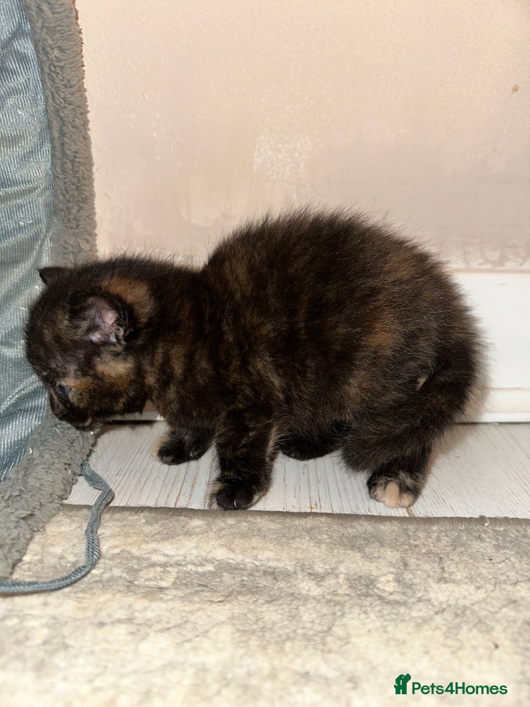 Maine Coon cats for sale: 5 MAINE COON X BABIES FOR SALE  - Advert 24