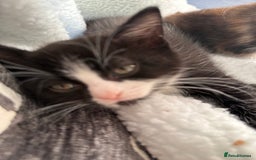British Shorthair cats for sale: One boy and one girl ready - Image 2