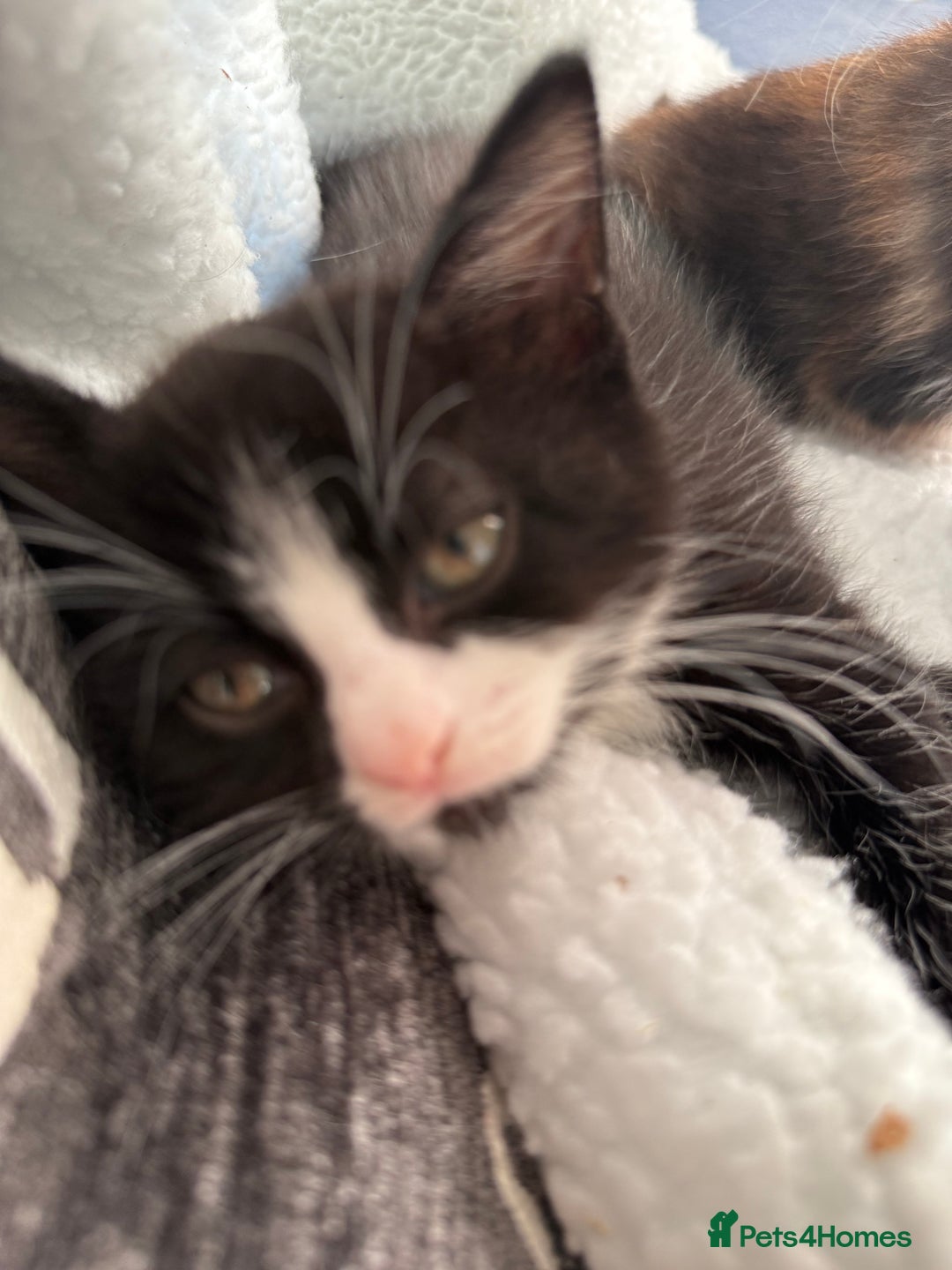 British Shorthair cats for sale: One boy and one girl ready - Image 2