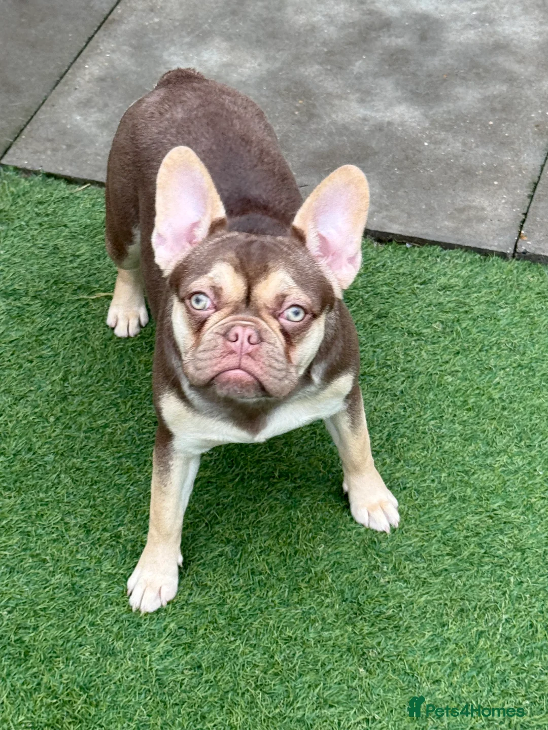 French Bulldog dogs for sale: French bulldog  - Advert 1