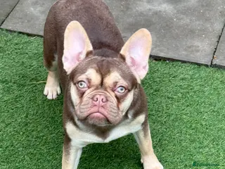 French Bulldog dogs French bulldog - Advert 1