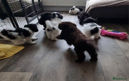 Cockapoo dogs for sale: Fully Vaccinated Best Friend Sofa Companions 🥰   - Image 19