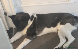 Akita dogs for stud: American Akita For Stud Big Beautiful Boy - Image 3