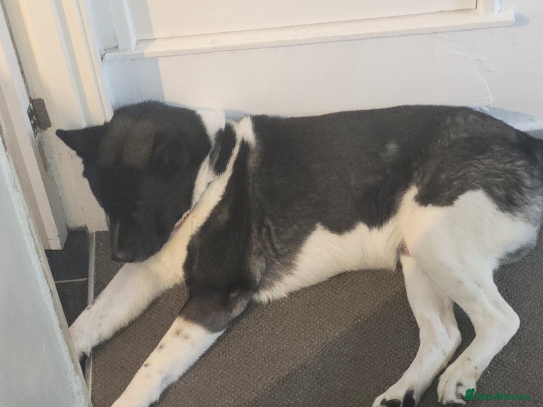 Akita dogs for stud: American Akita For Stud Big Beautiful Boy - Image 3