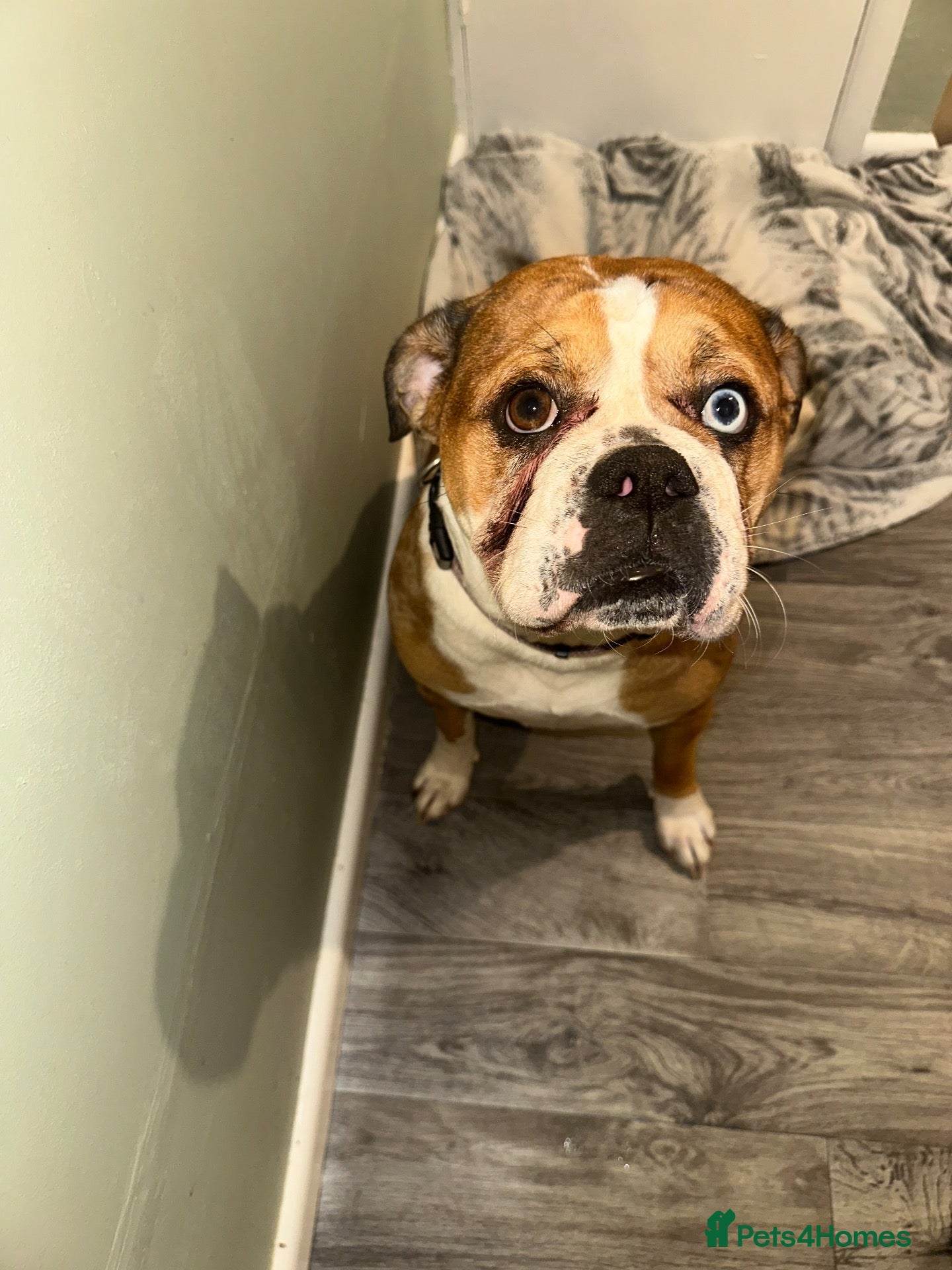 Alapaha Blue Blood Bulldog dogs Looking for a stud for my female - Advert 3