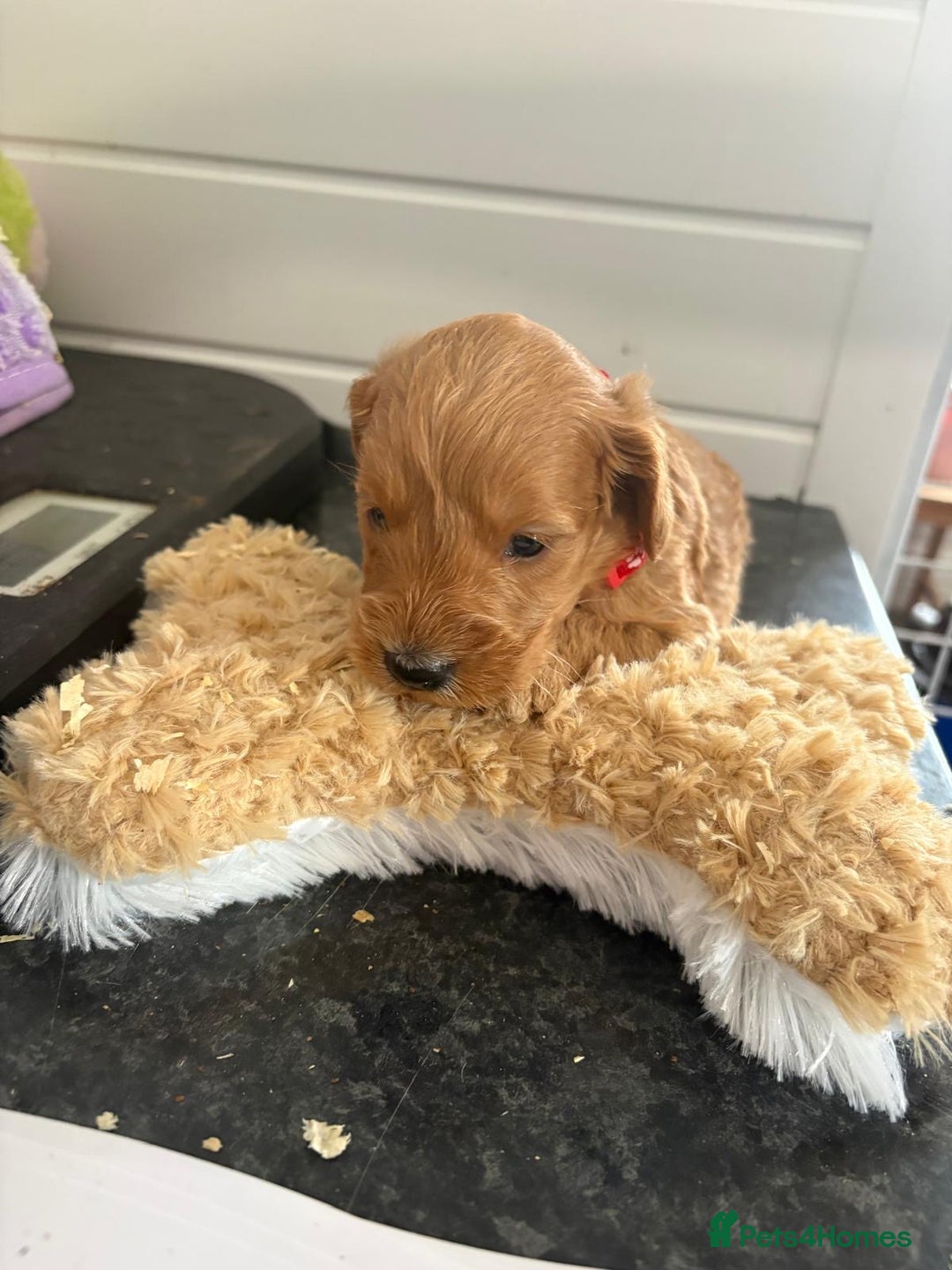 Cockapoo dogs for sale: 5 cockapoo puppy ready 13nov  - Image 6