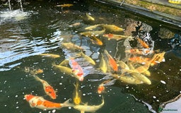Koi Carp fish for sale: Koi Carp - Image 7