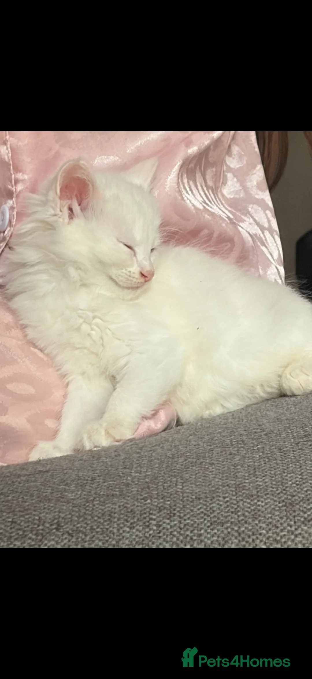 Mixed Breed cats for sale: White kitten - Advert 4