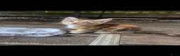 European cats for sale: Beautiful kittens  - Advert 8