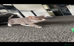 Domestic Shorthair cats for sale: Homing - Image 3