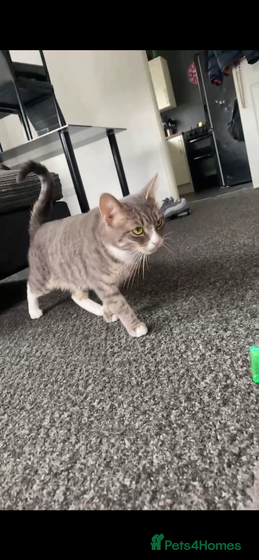 Domestic Shorthair cats for sale: Homing - Image 3