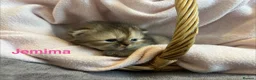 Persian cats for sale: Beautiful litter of Persian kittens, PKD Neg - Advert 10