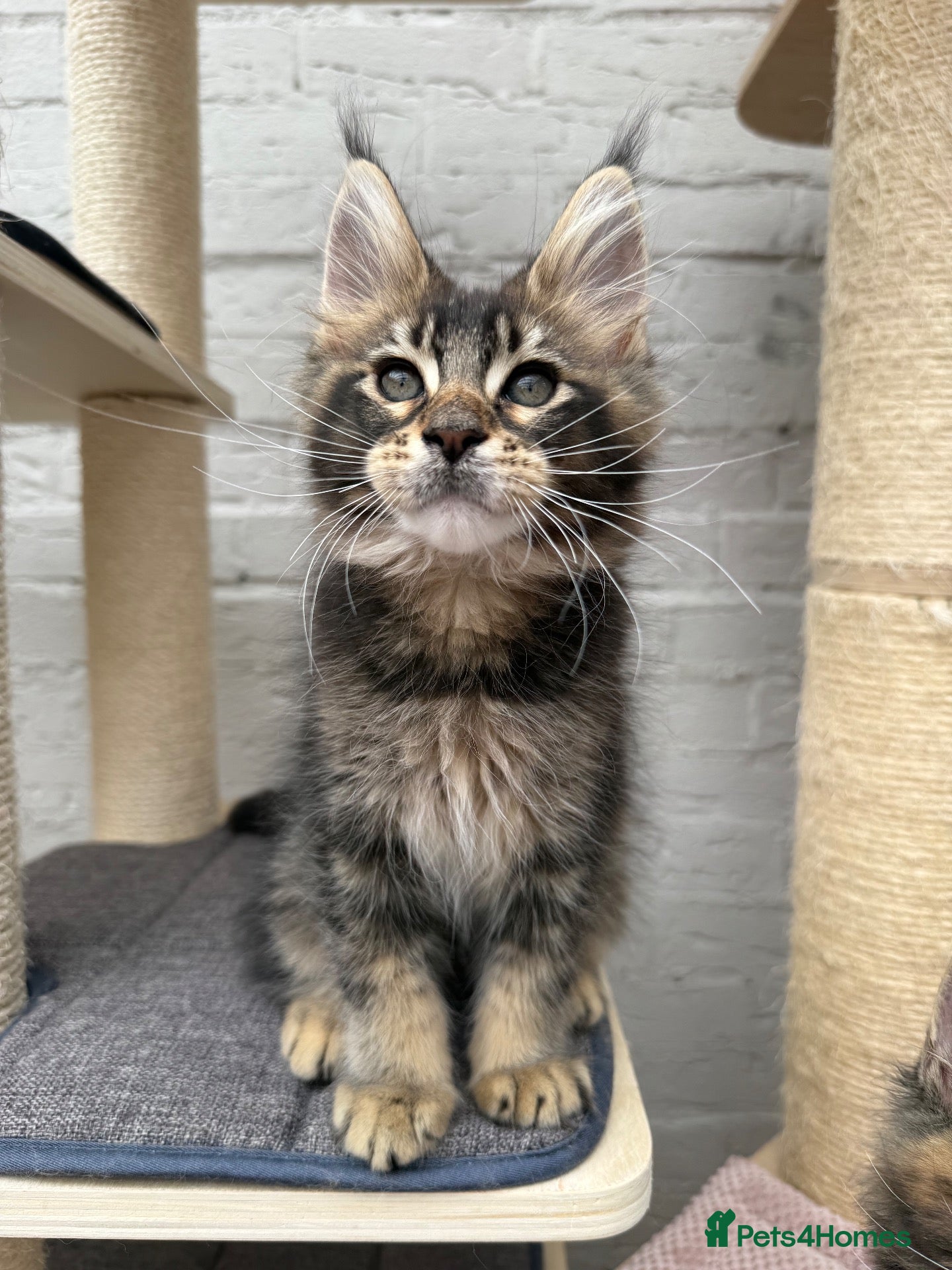 Maine Coon cats TICA pedigree Stunning Maine coon kittens  - Advert 1