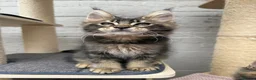 Maine Coon cats for sale: TICA pedigree Stunning Maine coon kittens  - Advert 12