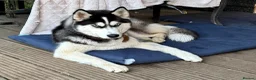 Siberian Husky dogs for adoption: 🐾 CLOUD – Female Siberian Husky in West Malling - Advert 8