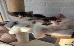 Ragdoll cats for sale: Ragdoll x tuxedo polydactyl kittens  - Image 3