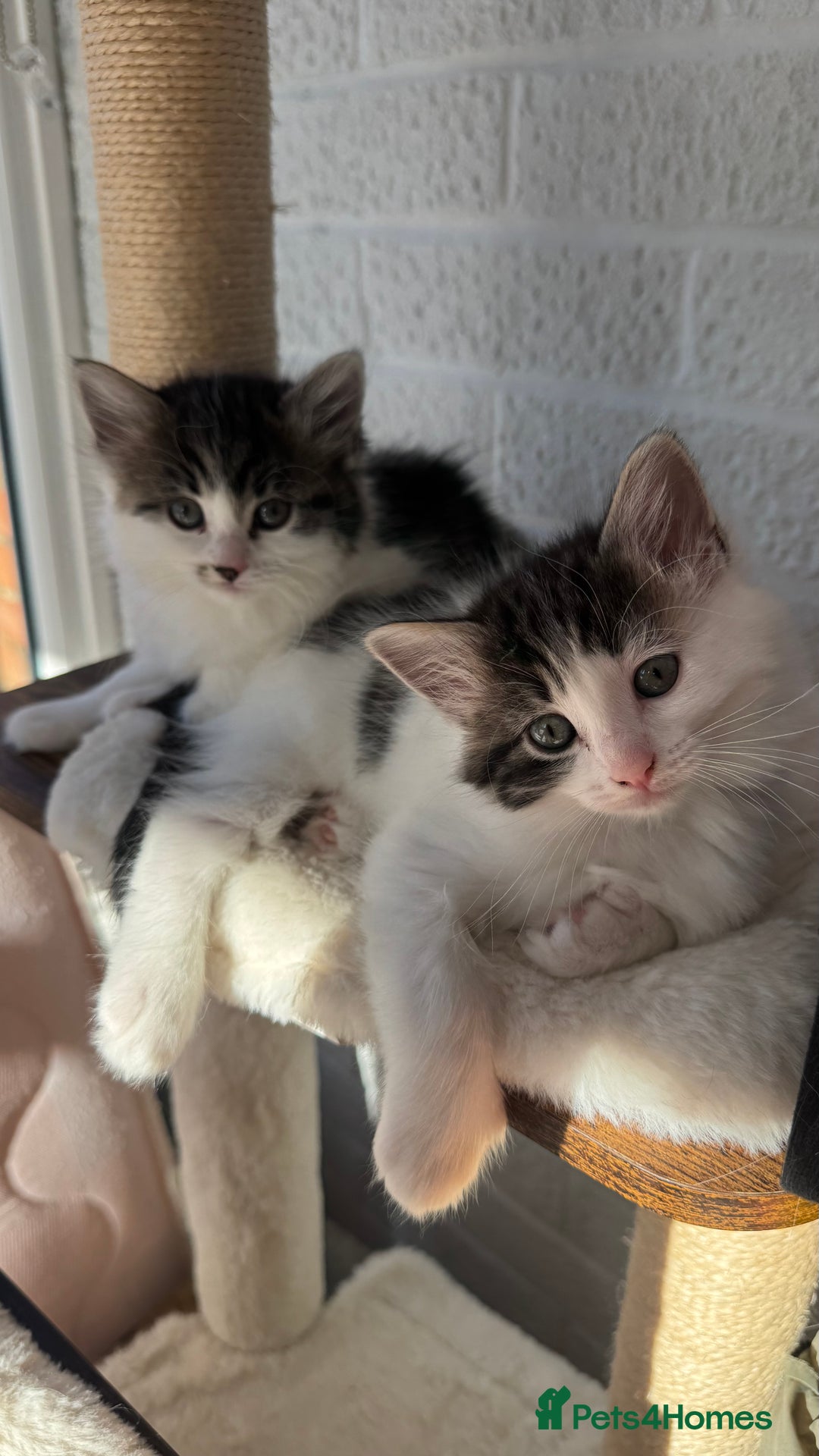 Ragdoll cats for sale: Ragdoll x tuxedo polydactyl kittens  - Image 3