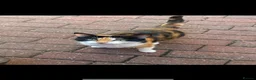 Mixed Breed cats for sale: Beautiful mixed kittens in Manchester - Advert 1