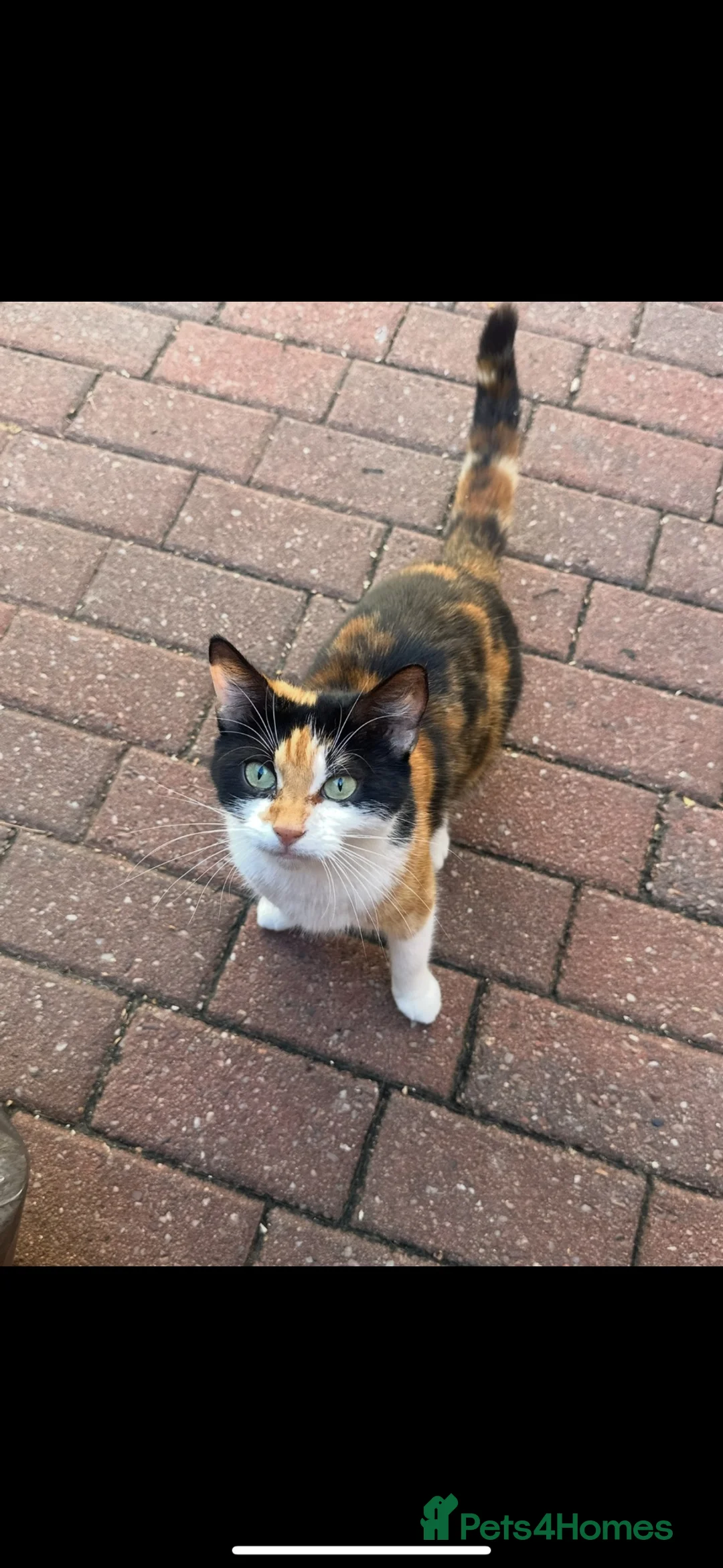 Mixed Breed cats for sale: Beautiful mixed kittens in Manchester - Advert 1