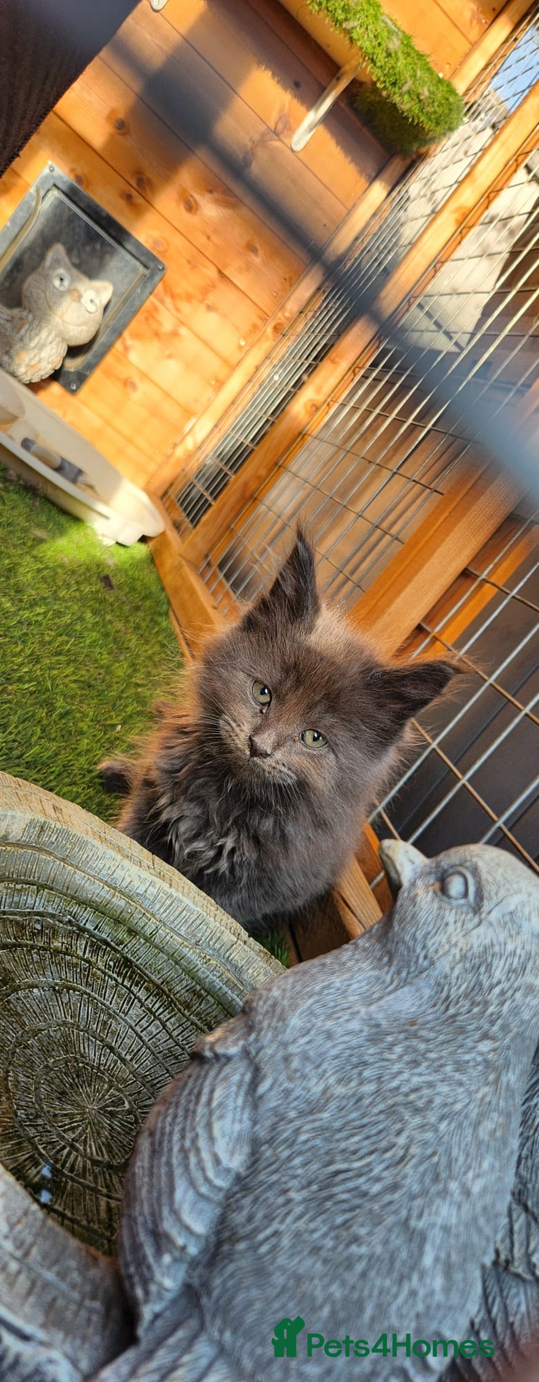 Maine Coon cats for sale: Big maine coon kittens  - Image 31