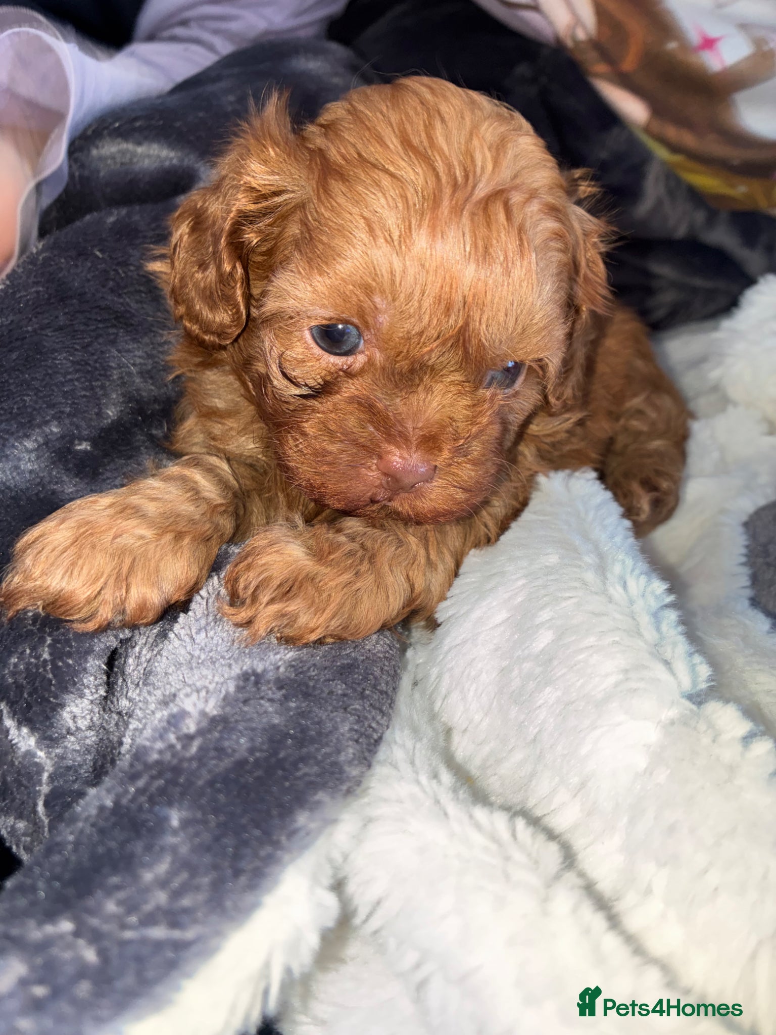 Shihpoo dogs Gorgeous shihpoo pups - Advert 3
