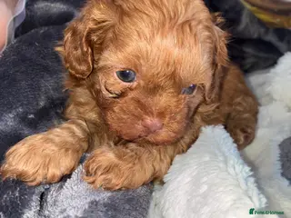 Shihpoo dogs Gorgeous shihpoo pups - Advert 3