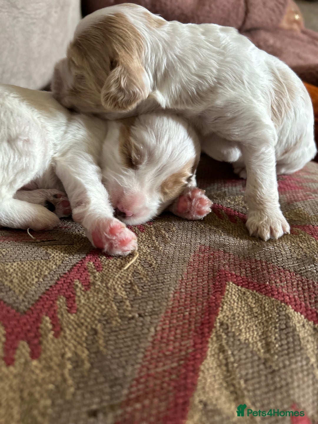 Mixed Breed dogs for sale: CockerpooXitalian spinone poo  - Image 2