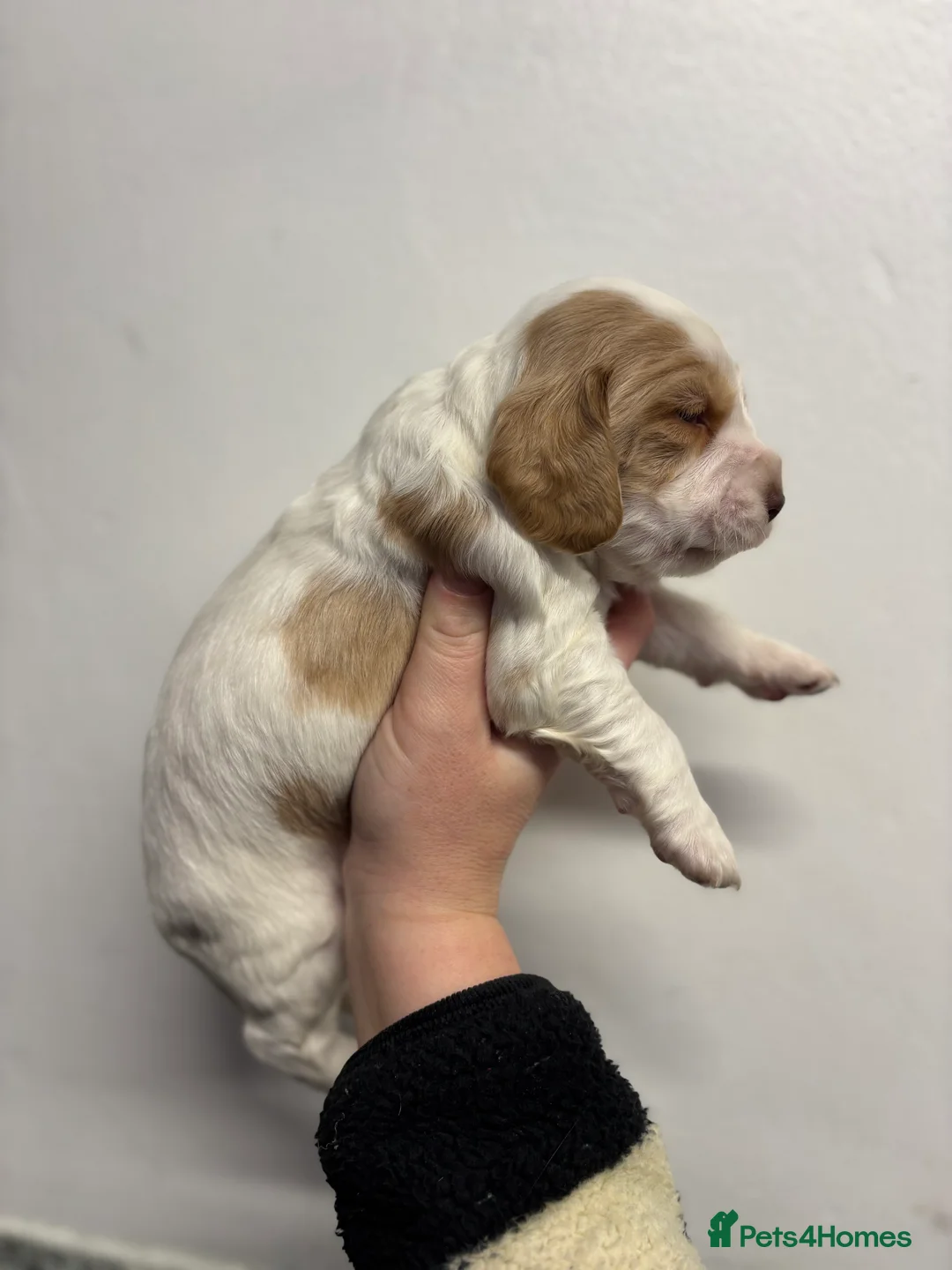 Cocker Spaniel dogs for sale: ✨ Cocker Spaniel Puppies ✨ - Advert 8