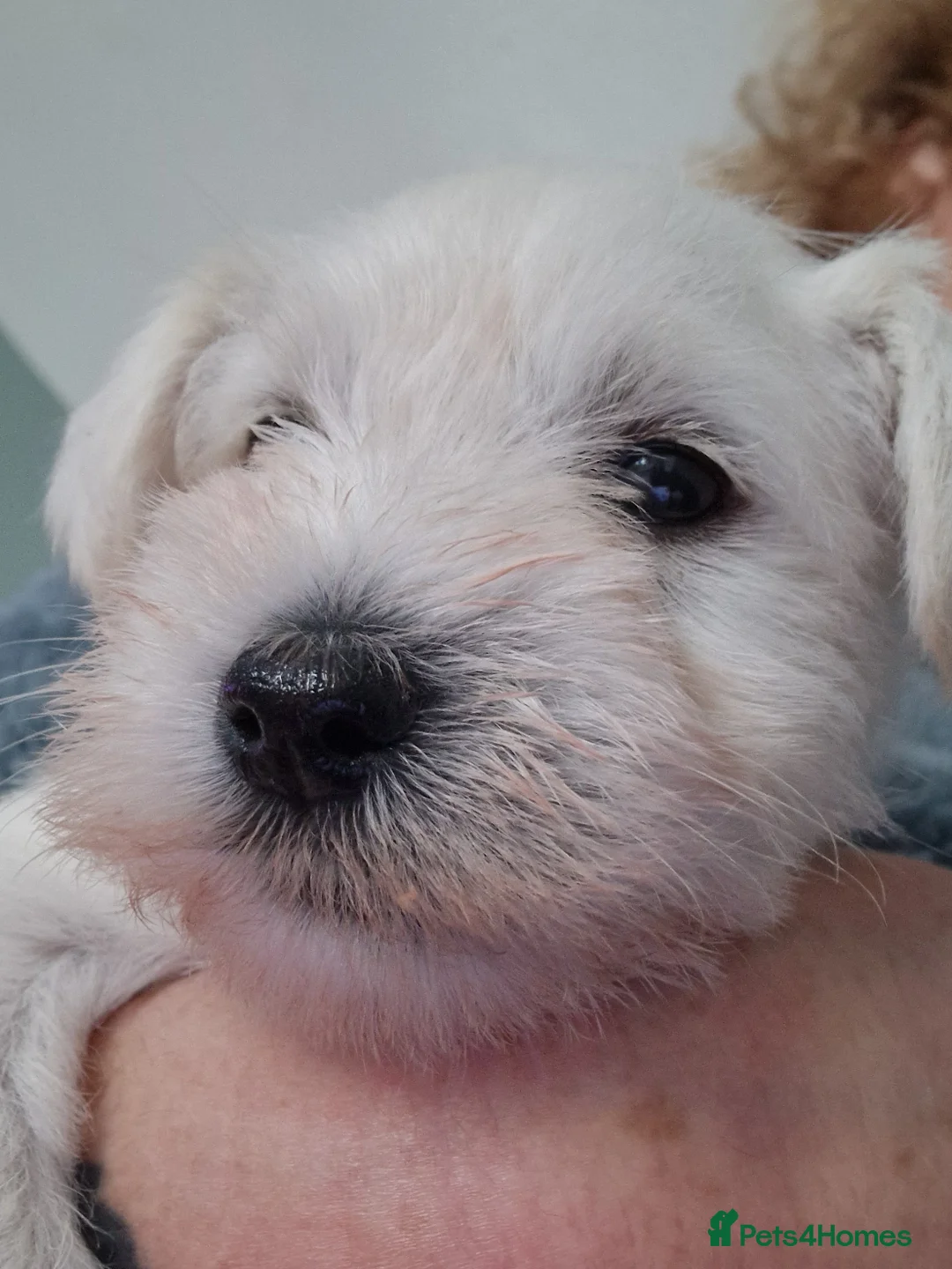 Miniature Schnauzer dogs for sale:  Pedigree Silver white minature schnauzer  - Advert 20