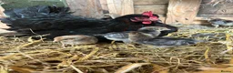Chickens poultry for sale: French maran 7 cream leg bar chicks - Advert 8